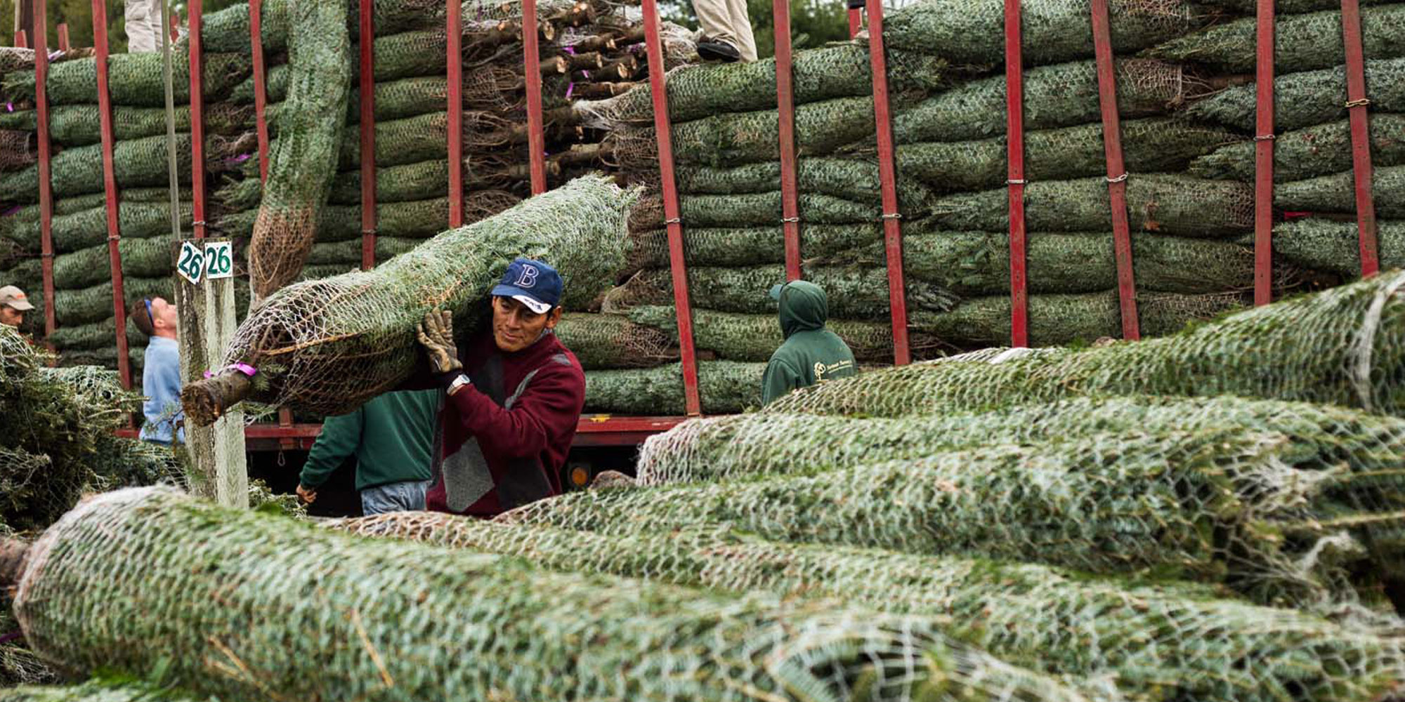 Christmas Trees at Northeast Nursery