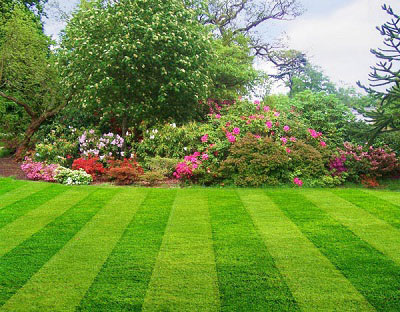 7 Steps to a Better Lawn