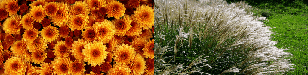 Festive Fall Finds: Mums & Ornamental Grasses