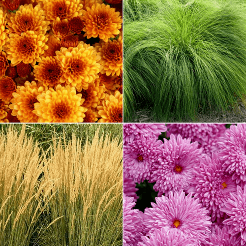 Festive Fall Finds: Mums & Ornamental Grasses