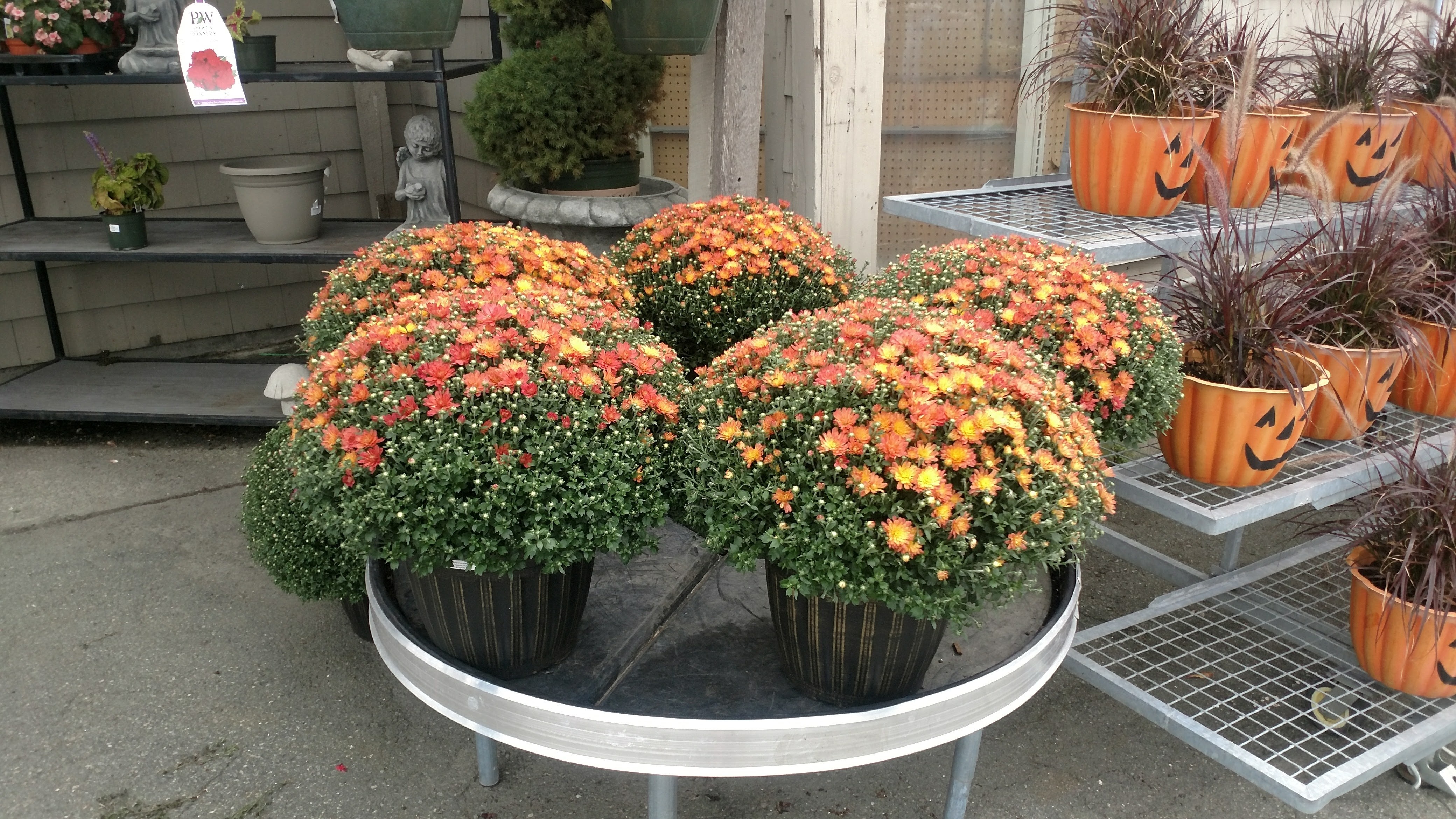 Northeast Nursery Autumn Decor