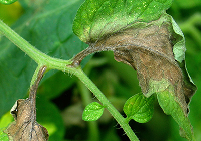 Transplant Alert! Late Blight on Tomatoes and Potatoes