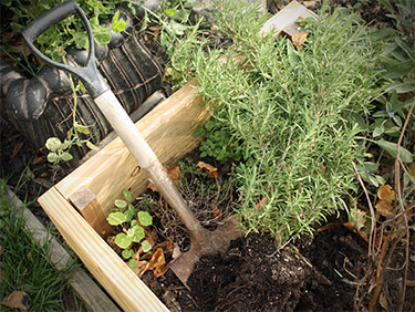 Successful Transplanting - Tips for Digging Up and Re-Establishing Plants in your Garden