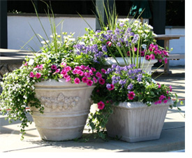 How to Get Professional Looking Container Gardens with these Helpful Tips