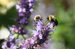 How to Attract Wildlife to Your Garden