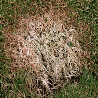 Snow Mold: Identifying & Controlling this Lawn Killer