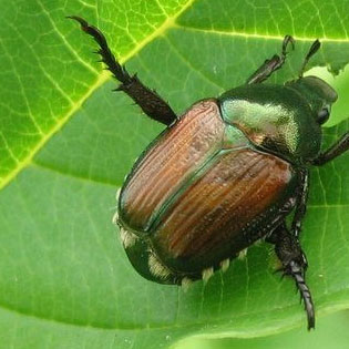 Japanese Beetles in the Urban Landscape