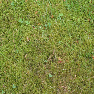 Moss in your Lawn? How to Prevent & Cure