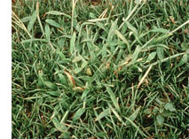 Helpful Hints: Crabgrass Prevention