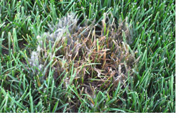 Strategies for Identifying and Controlling Snow Mold