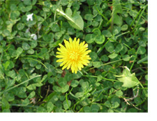 Broadleaf Weed Control in the Lawn