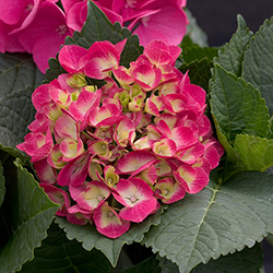 Plants: CITYLINE Dwarf Hydrangea Series