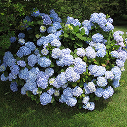 Plants: Big Leaf Hydrangea