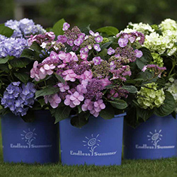 Plants: Endless Summer Hydrangea