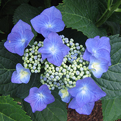 Plants: Lacecap Hydrangeas