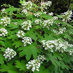 Plants: Oakleaf Hydrangea