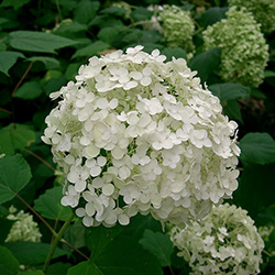 Plants: Smooth Hydrangea