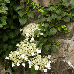 Plants: Climbing Hydrangea Vine