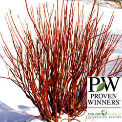 Plants: Proven Winners ColorChoice Flowering Shrubs