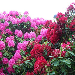 Plants: Rhododendrons