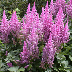 Plants: Astilbe