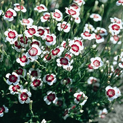 Plants: Dianthus