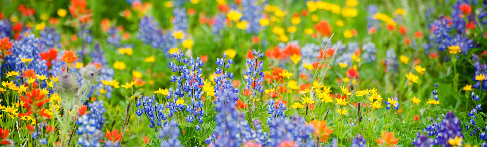 Preparing a Site for Wild Flower Seeding