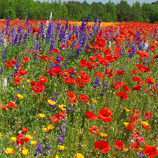 Preparing a Site for Wild Flower Seeding