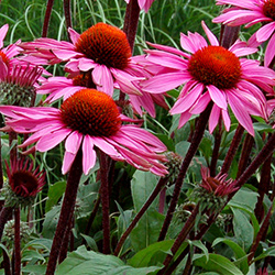 Plants: Echinacea