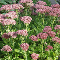 Plants: Stonecrop