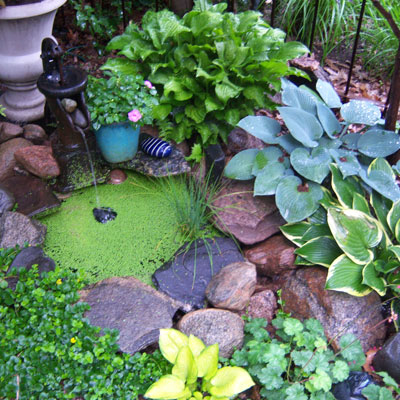 Water Gardening; Plant Selections