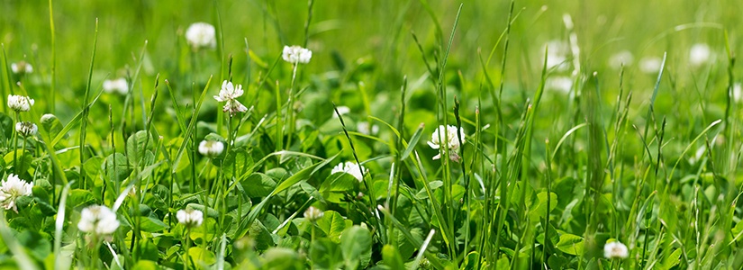 WeedRot Naturally Systemic Weed Killer