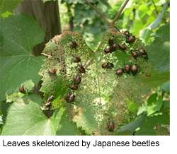 Japanese Beetles in the Urban Landscape