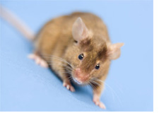 Strategies for Controlling Mice