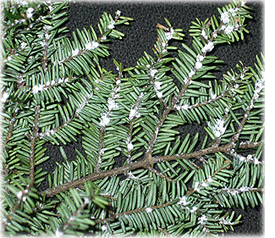 Strategies for Identifying and Controlling Hemlock Wooly Adelgid 