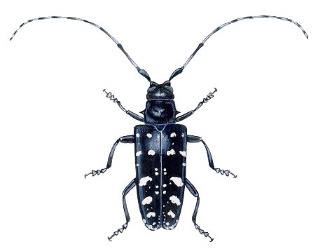 Asian Longhorned Beetle: The 2008 Invasion