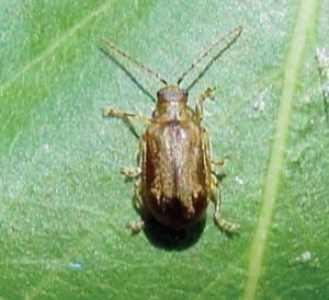 Strategies for Identifying Viburnum Leaf Beetle