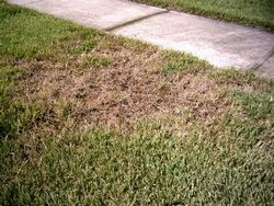 Lawn Insect Control