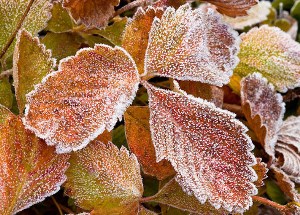 January Garden Calendar