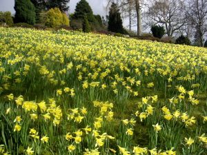 March Garden Calendar