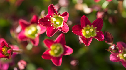 May Garden Calendar