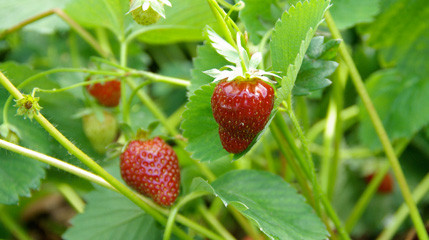 June Garden Calendar