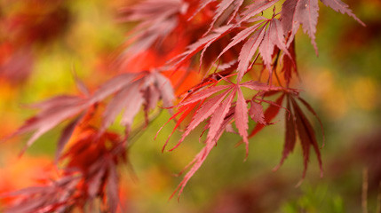 October Garden Calendar