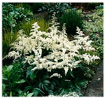 Astilbe 'Bridal Veil'