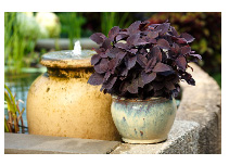 Coleus like ColorBlaze® Dark Star