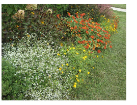 Diamond Frost in the Garden Border