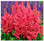 Astilbe Short and Sweet 'Fireberry' 