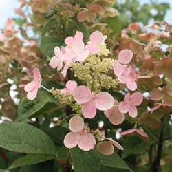 Hydrangea Paniculata 'Pinky Winky'