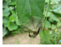 Late Blight on Tomato and Potato Plants