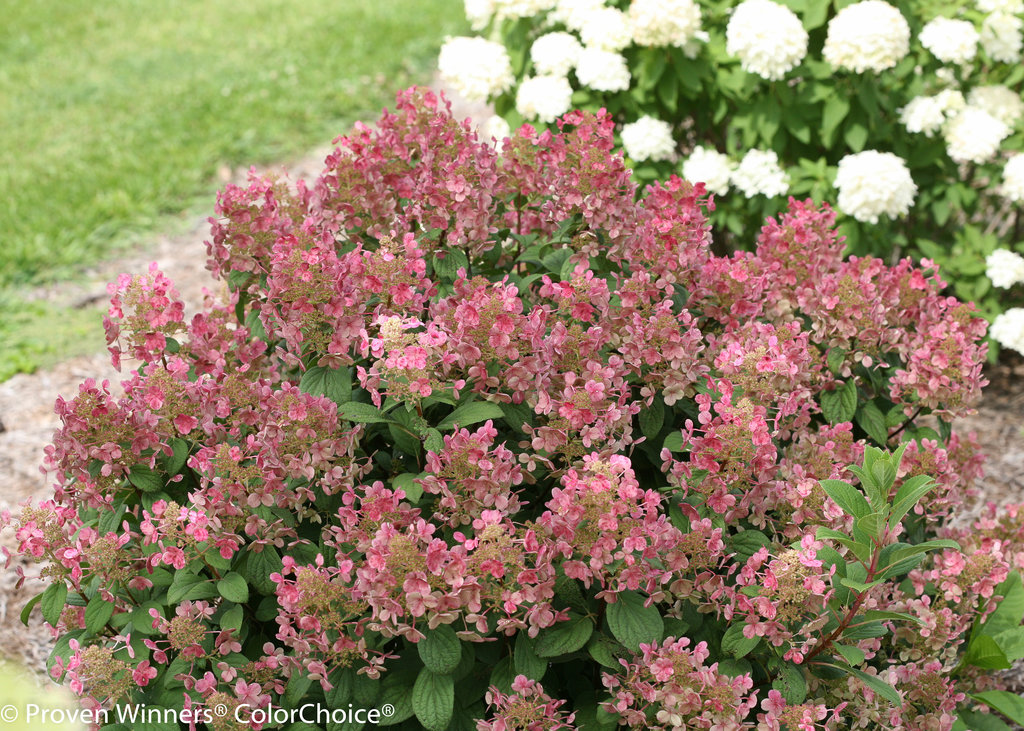 Hydrangea paniculata 'Bulk'